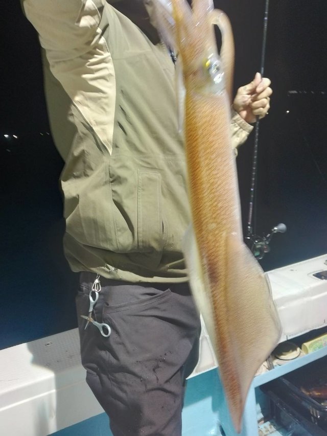 イカ(ヤリイカ)