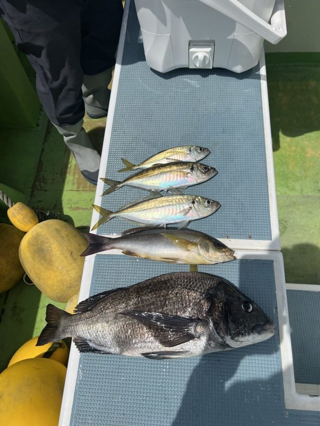 クロダイ・アジ(マアジ)・イサキ