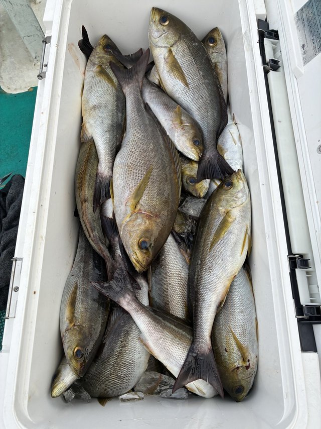 イサギ(イサキ)