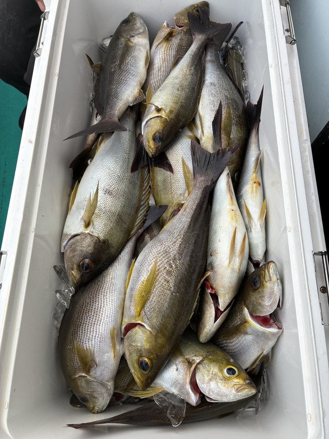 イサギ(イサキ)