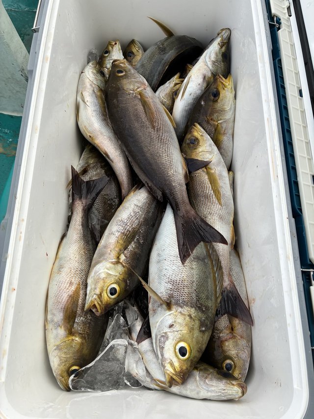 イサギ(イサキ)