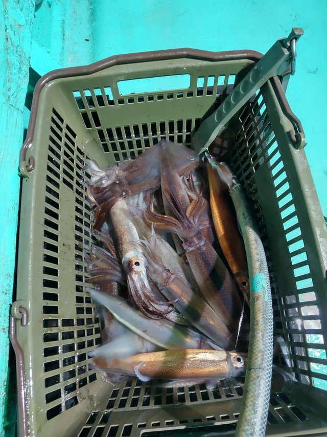 シロイカ(ケンサキイカ)・スルメ(スルメイカ)