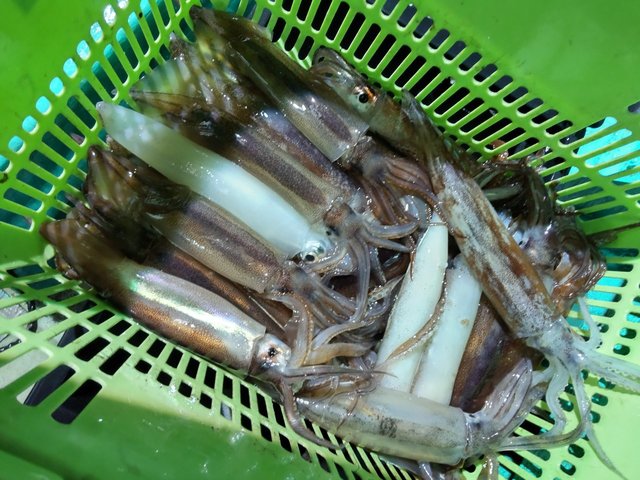 シロイカ(ケンサキイカ)・スルメ(スルメイカ)