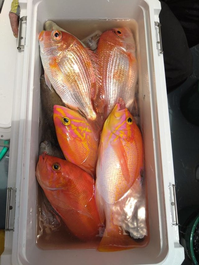 レンコダイ(キダイ)・アカイサキ