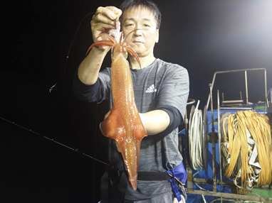 マイカ(ケンサキイカ)