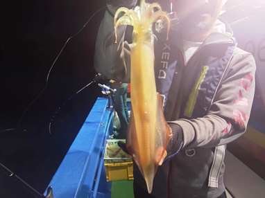 マイカ(ケンサキイカ)