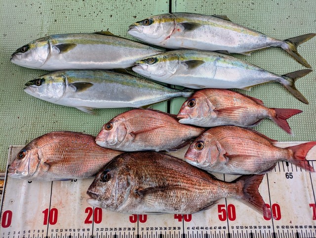 タイ(マダイ)・ハマチ(ブリ)