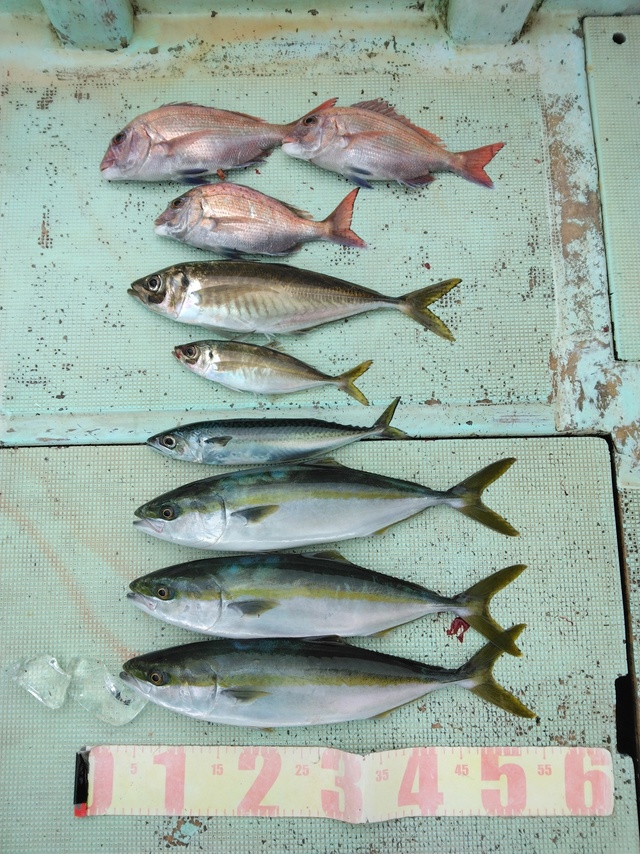 マダイ・マアジ・ツバス(ブリ)・マサバ