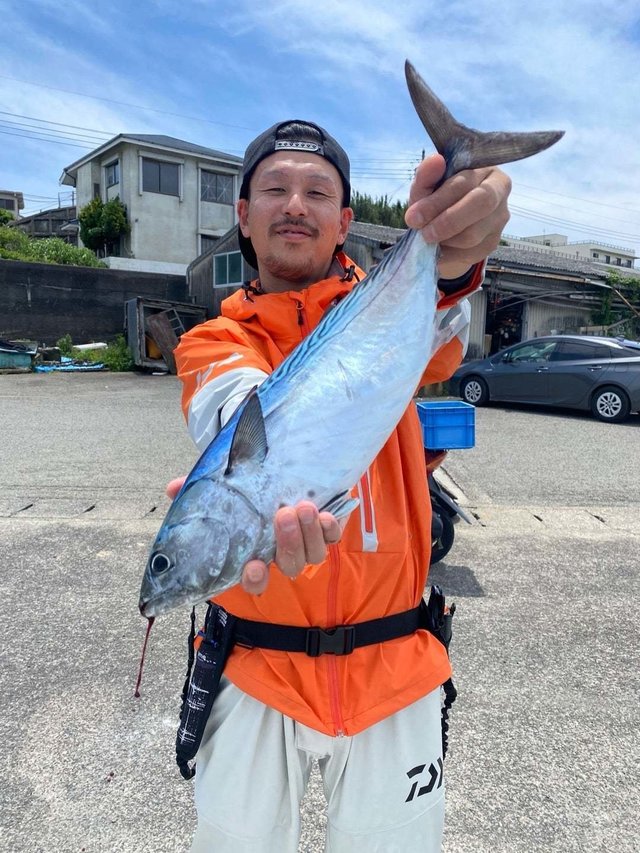 スマガツオ(スマ)