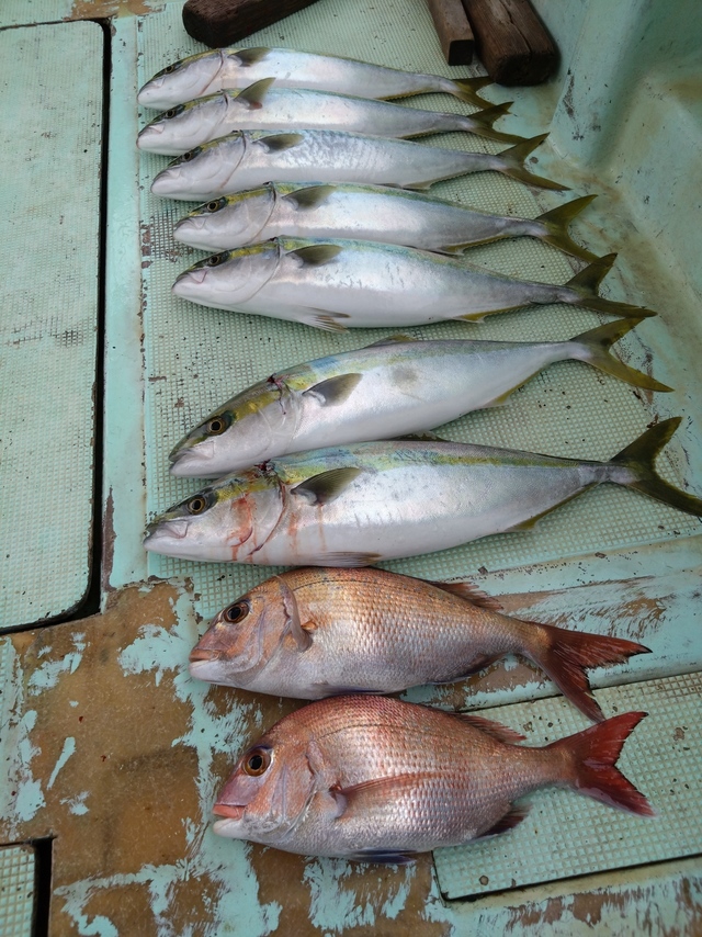 タイ(マダイ)・ハマチ(ブリ)