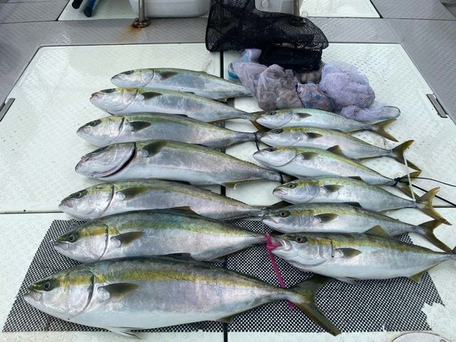 ハマチ(ブリ)・メジロ(ブリ)