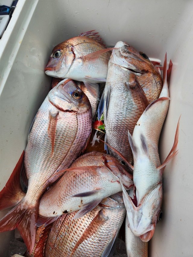 マダイ・ハナダイ(チダイ)