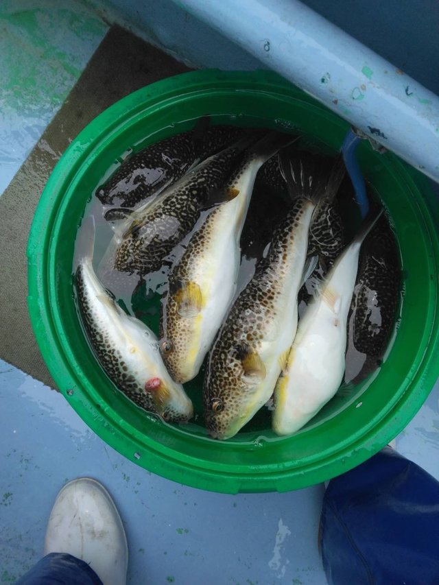 ショウサイフグ