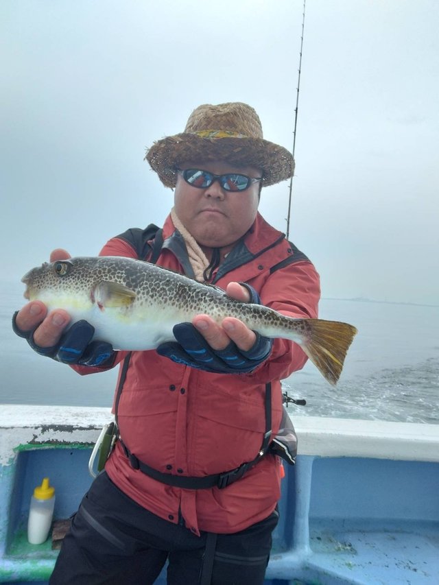 ショウサイフグ