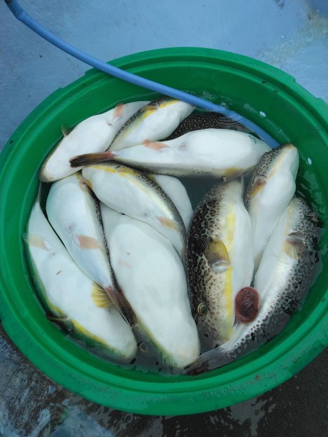 ショウサイフグ