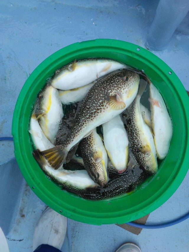 ショウサイフグ