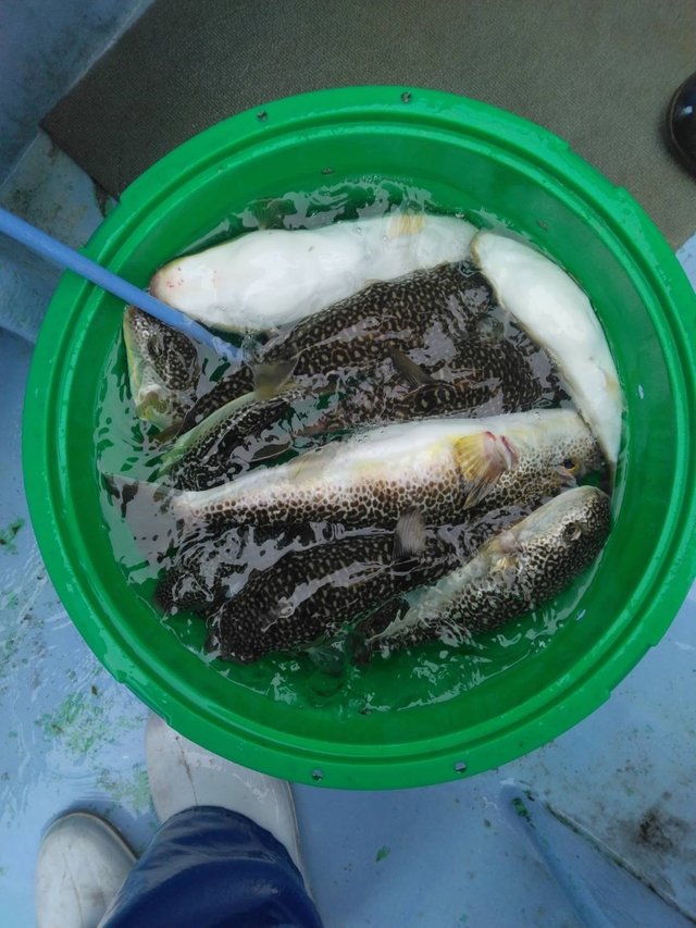 ショウサイフグ