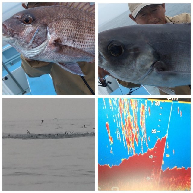 マダイ・メダイ