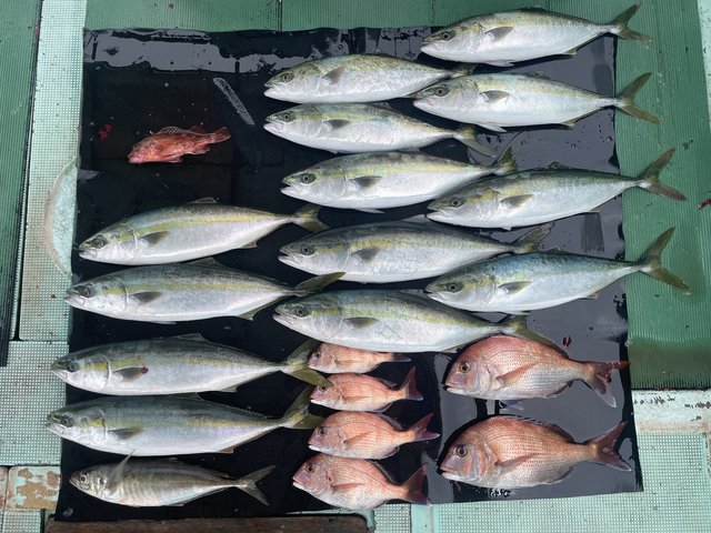 マダイ・マアジ・ハマチ(ブリ)