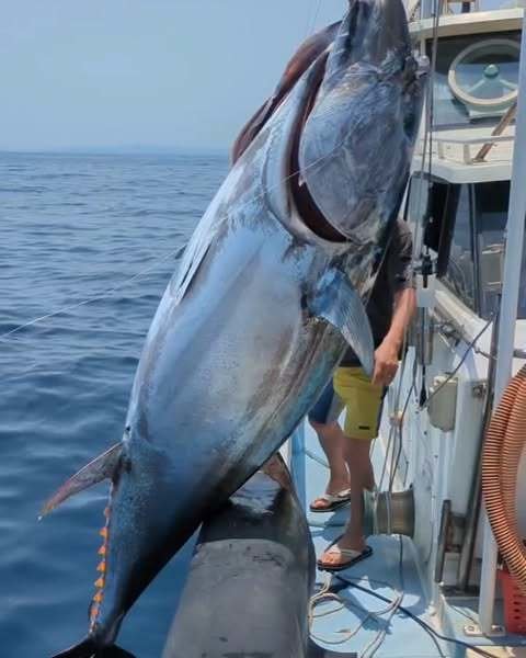 マグロ(クロマグロ)