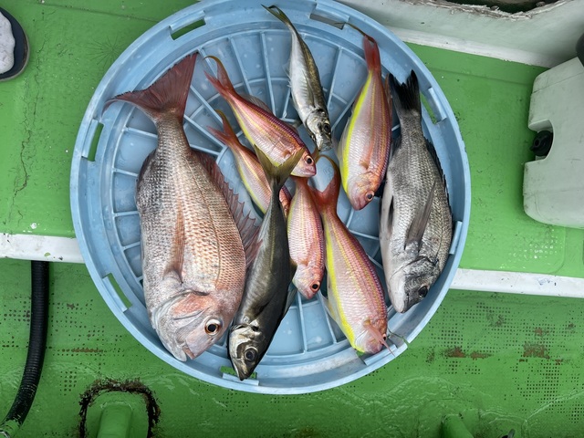 マダイ・クロダイ・アジ(マアジ)・イトヨリダイ