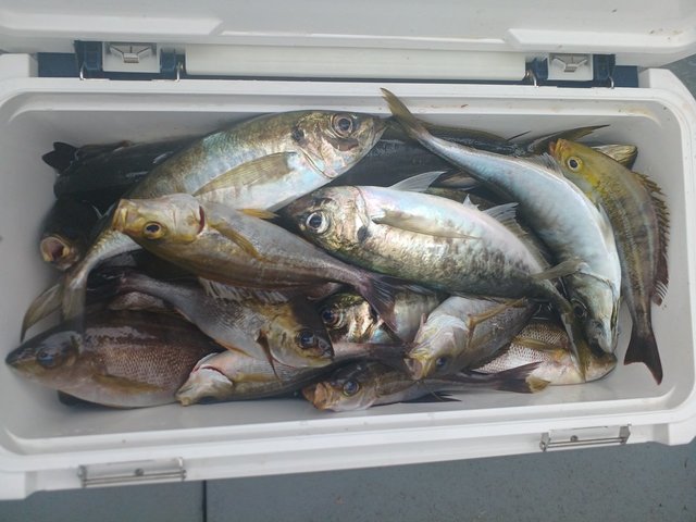 アジ(マアジ)・イサキ