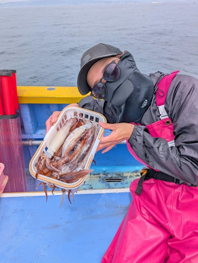 ムギイカ(スルメイカ)