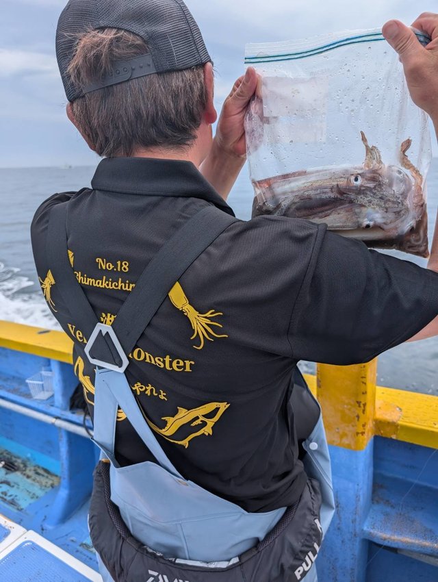 ムギイカ(スルメイカ)