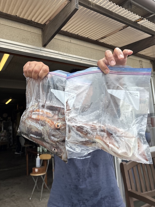 ムギイカ(スルメイカ)