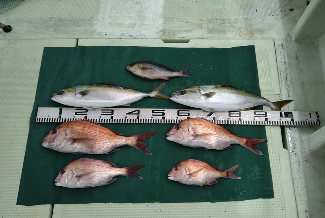 マダイ・ハマチ(ブリ)・イサギ(イサキ)