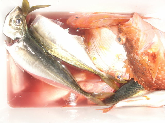 チダイ・マアジ・カサゴ