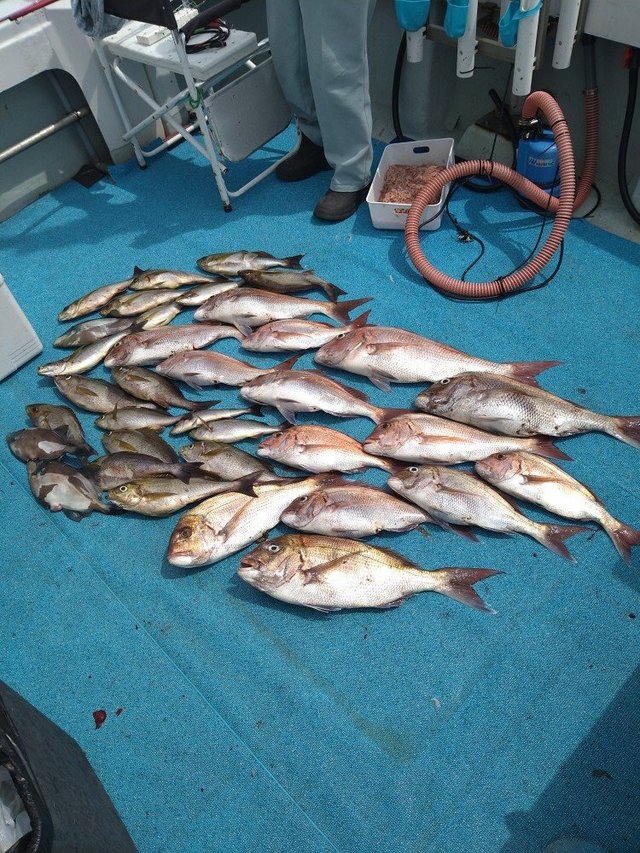 マダイ・イサキ・ウマヅラ(ウマヅラハギ)