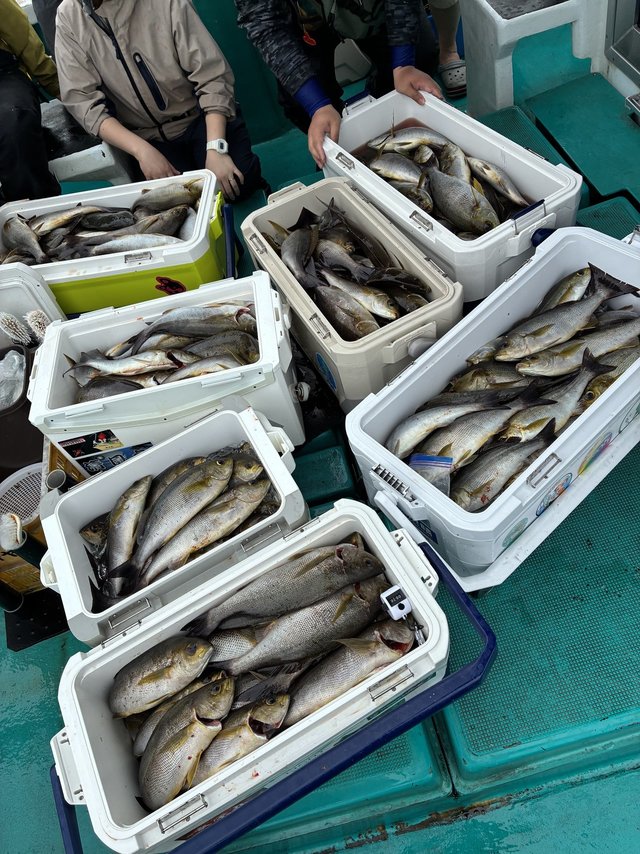 イサギ(イサキ)