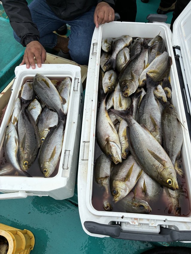 イサギ(イサキ)