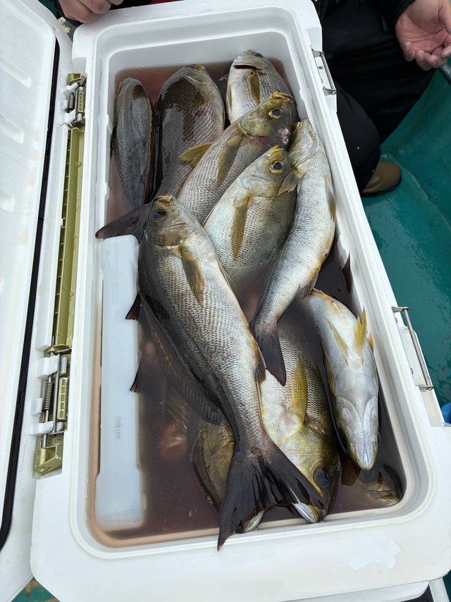 イサギ(イサキ)