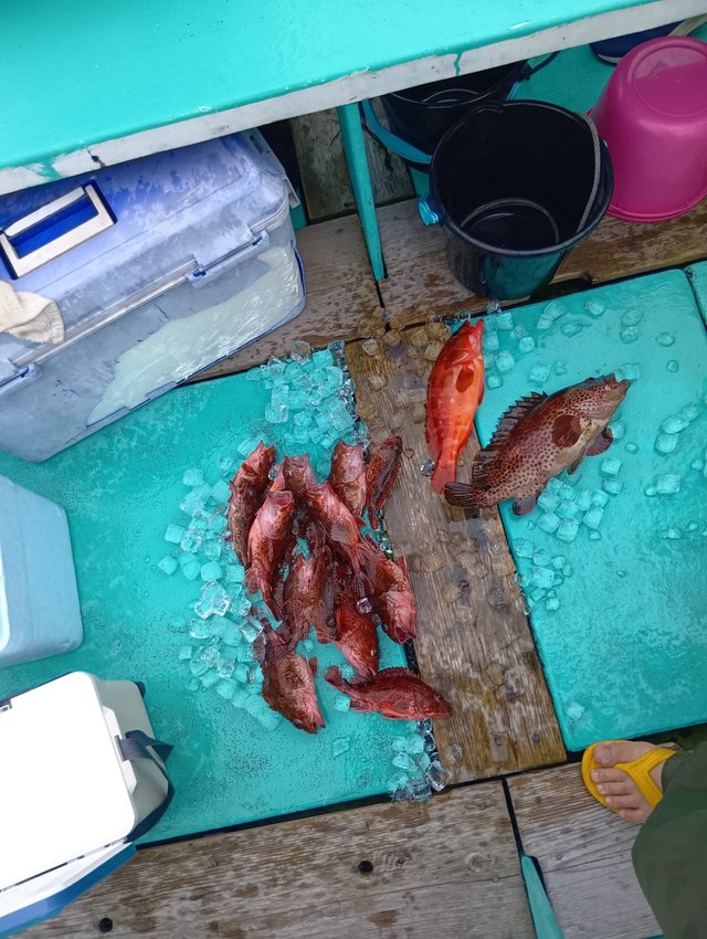 アカハタ・キジハタ・カサゴ