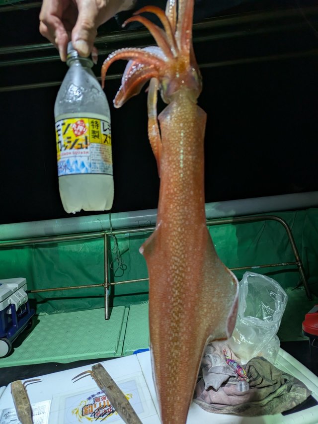 イカ(ケンサキイカ)