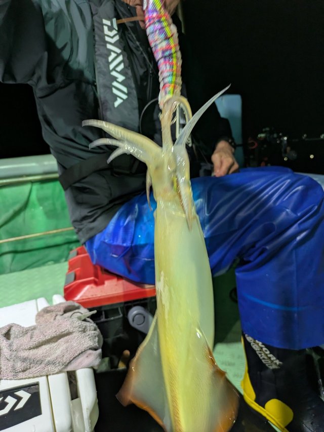 イカ(ケンサキイカ)