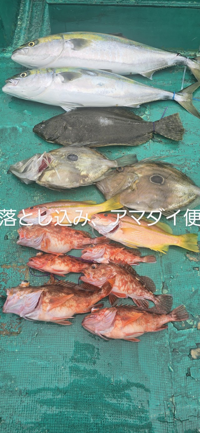 ブリ・ヒラメ・マトウダイ