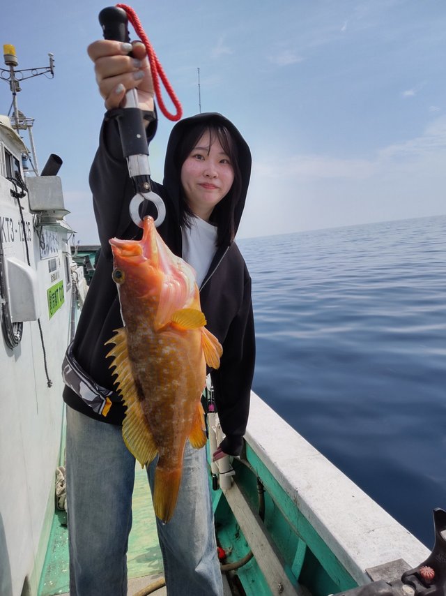 アコウ(キジハタ)