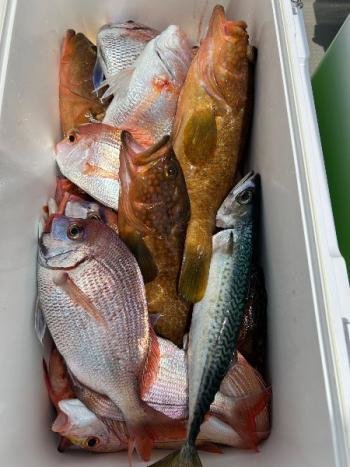 レンコダイ(キダイ)・チダイ・キジハタ・マサバ