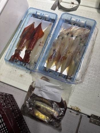 マイカ(ケンサキイカ)