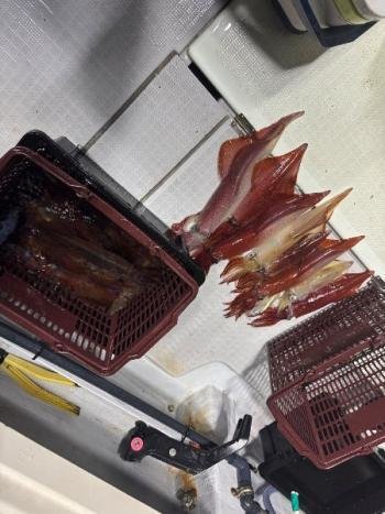 マイカ(ケンサキイカ)