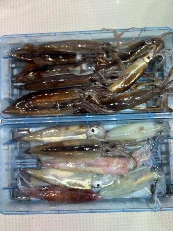 スルメイカ・マイカ(ケンサキイカ)