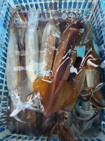 スルメイカ・マイカ(ケンサキイカ)