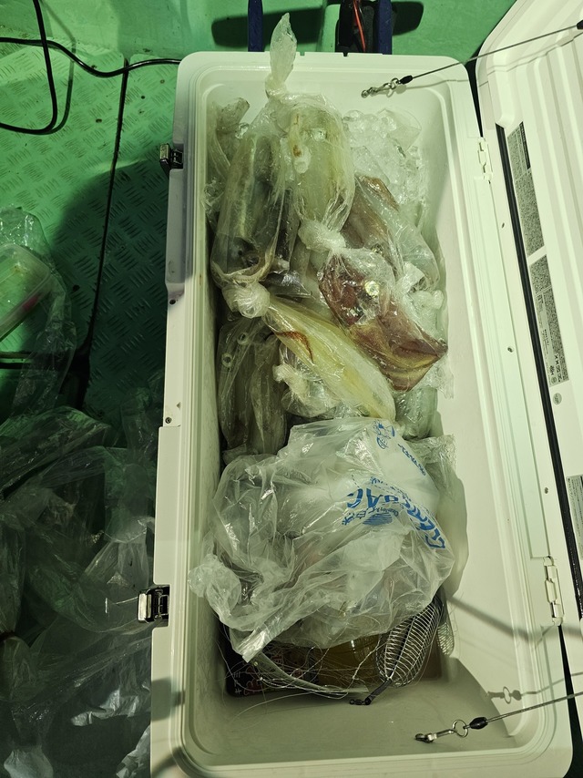 ヤリイカ・スルメイカ