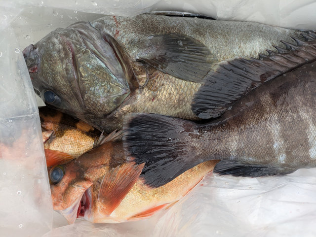 マハタ・クロソイ・オキメバル(ウスメバル)