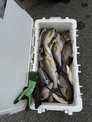 イサギ(イサキ)