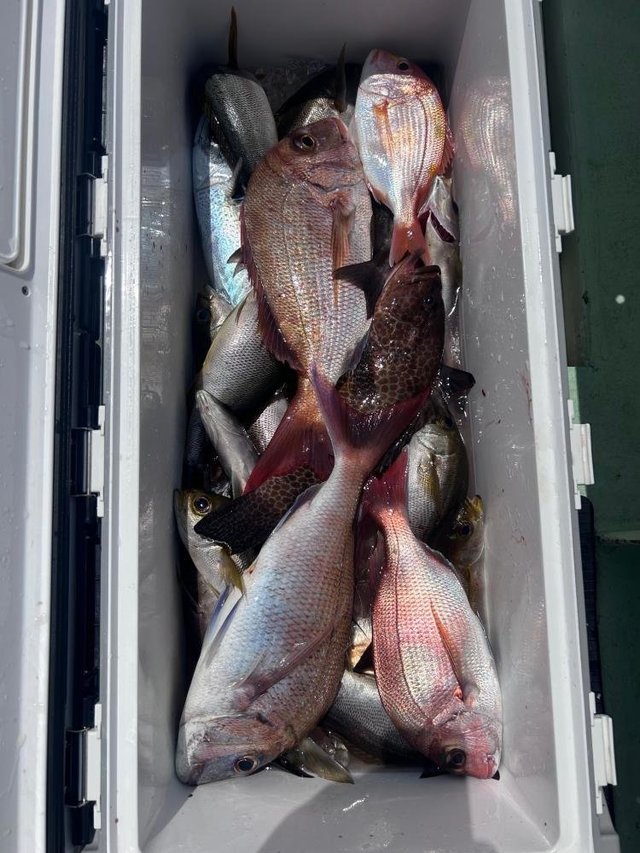 オオモンハタ・カイワリ・イサキ・サバ(ゴマサバ)