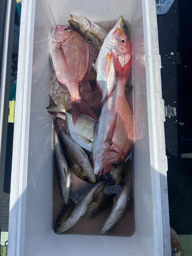 オオモンハタ・カイワリ・イサキ・サバ(ゴマサバ)